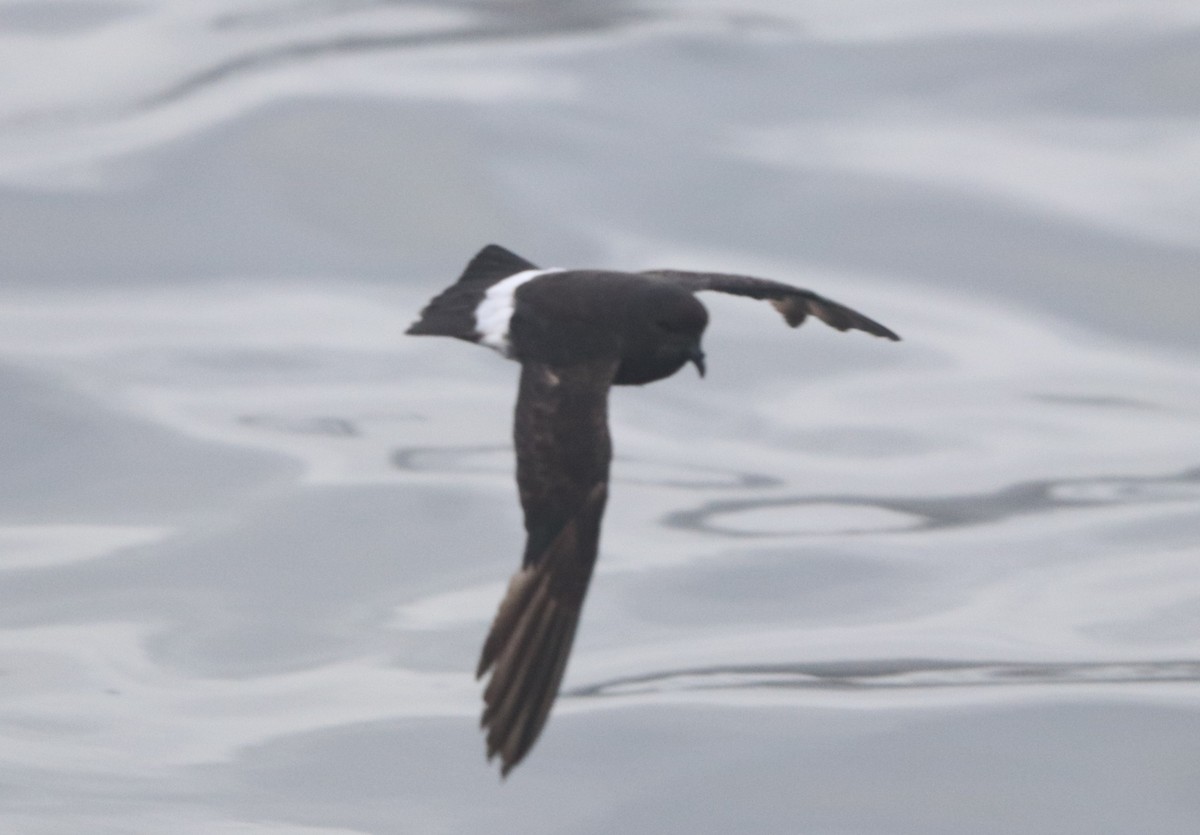 European Storm-Petrel - ML645328202