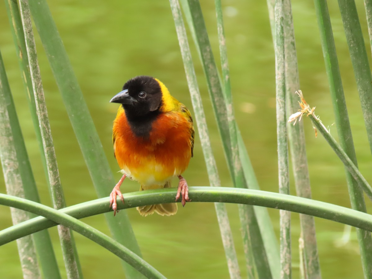 Black-headed Weaver - ML645328219