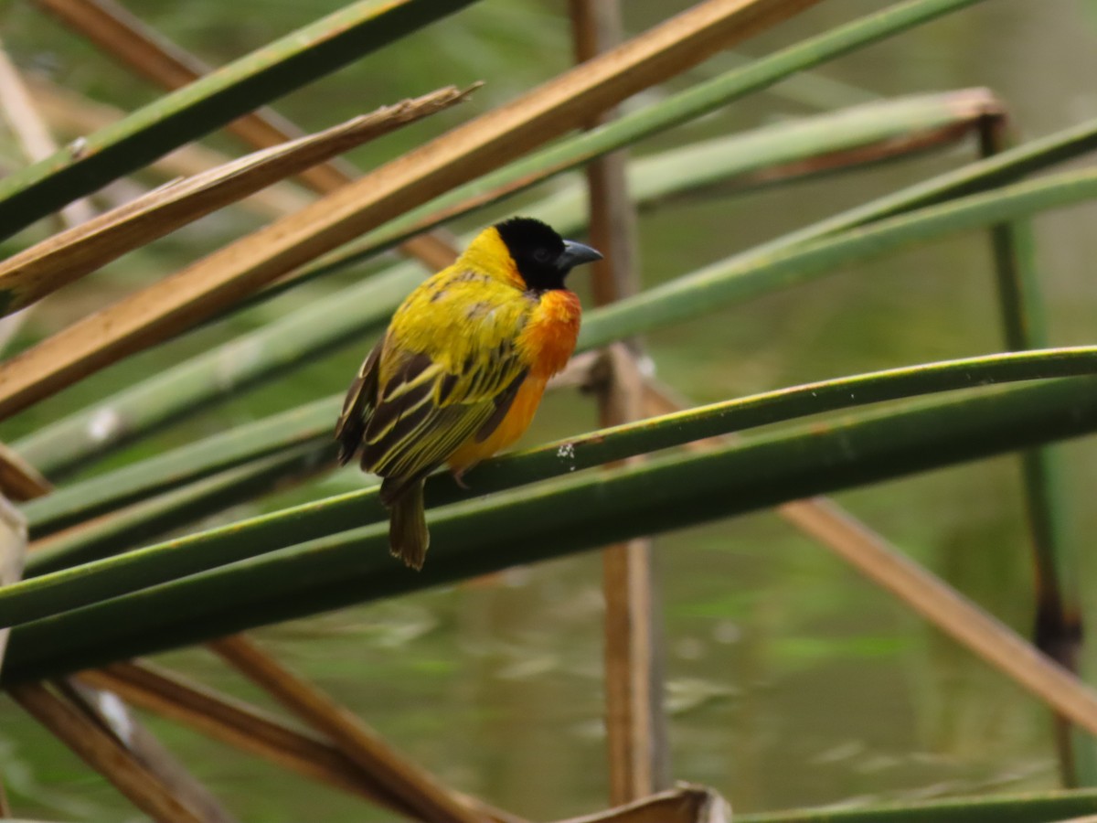 Black-headed Weaver - ML645328220