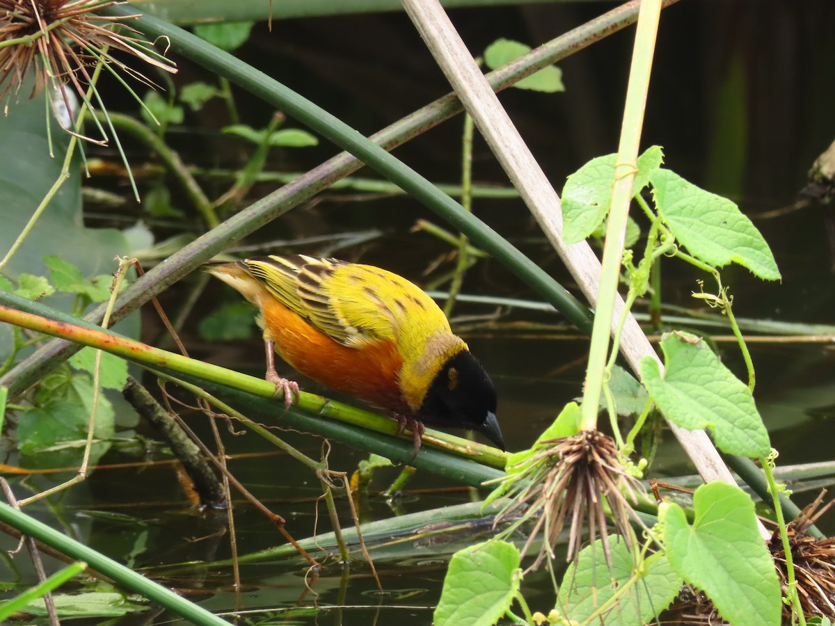 Black-headed Weaver - ML645328221