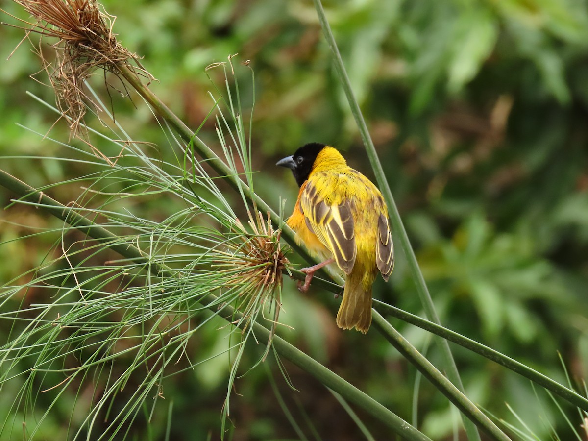 Black-headed Weaver - ML645328222