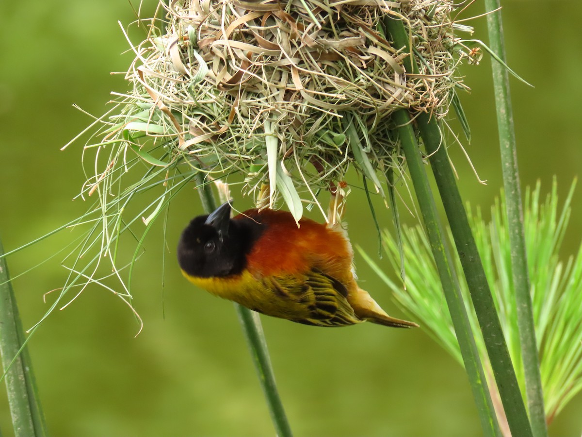 Black-headed Weaver - ML645328223
