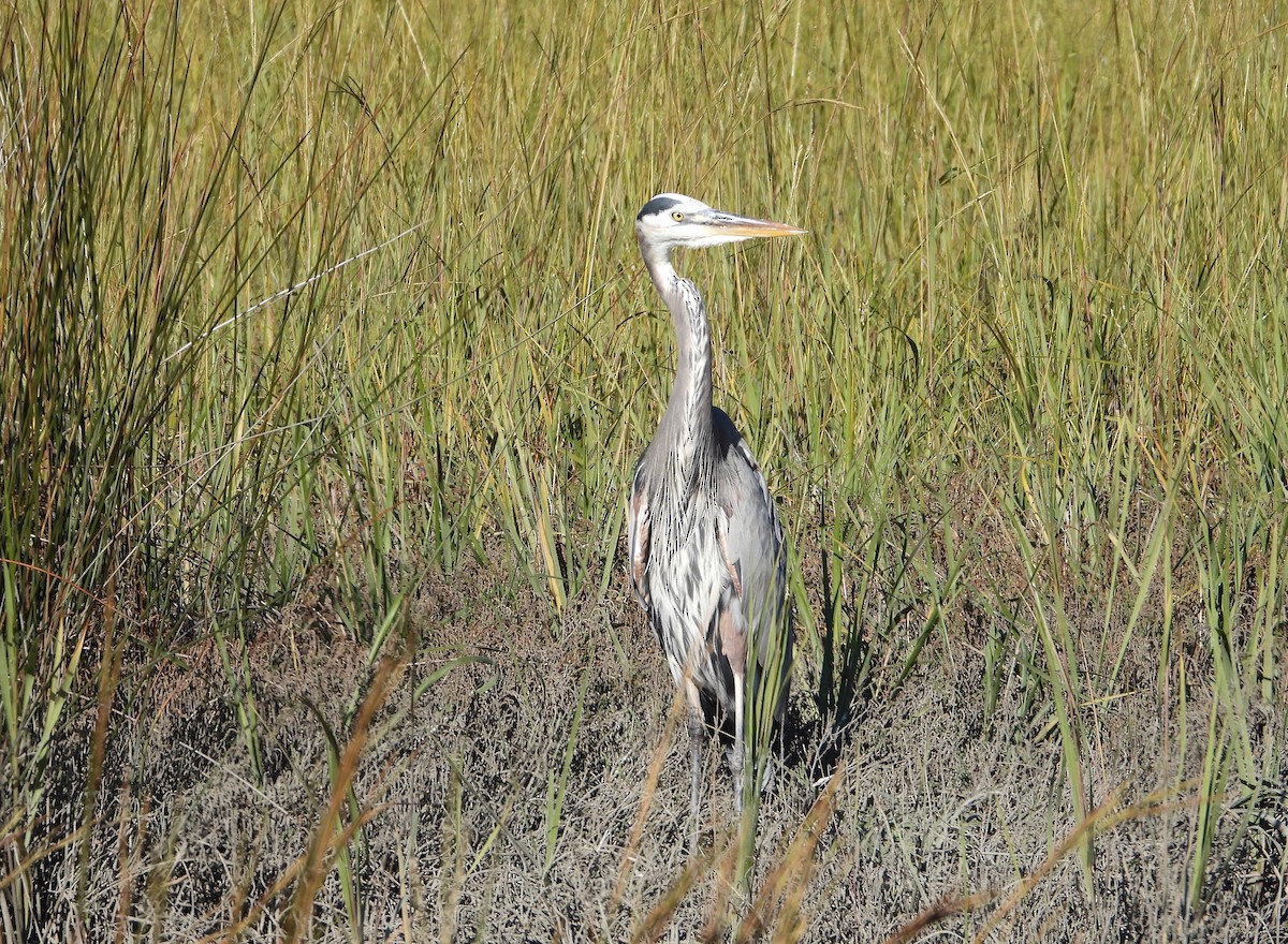 Garza Azulada - ML645328232