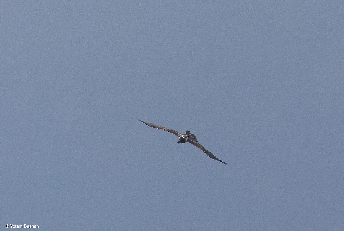 orlosup bradatý - ML645328236