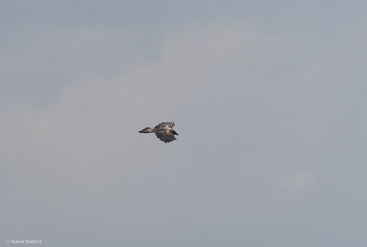 orlosup bradatý - ML645328238