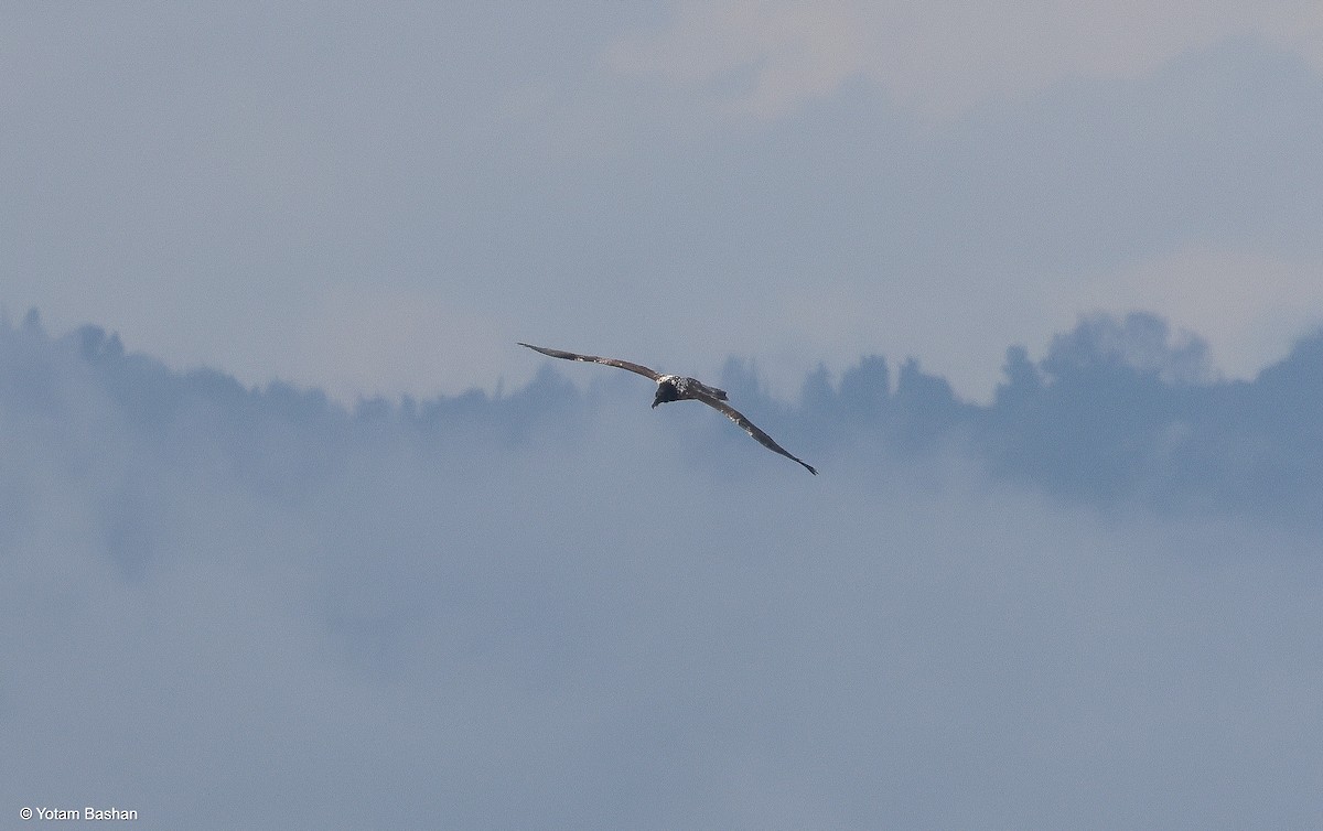 orlosup bradatý - ML645328240