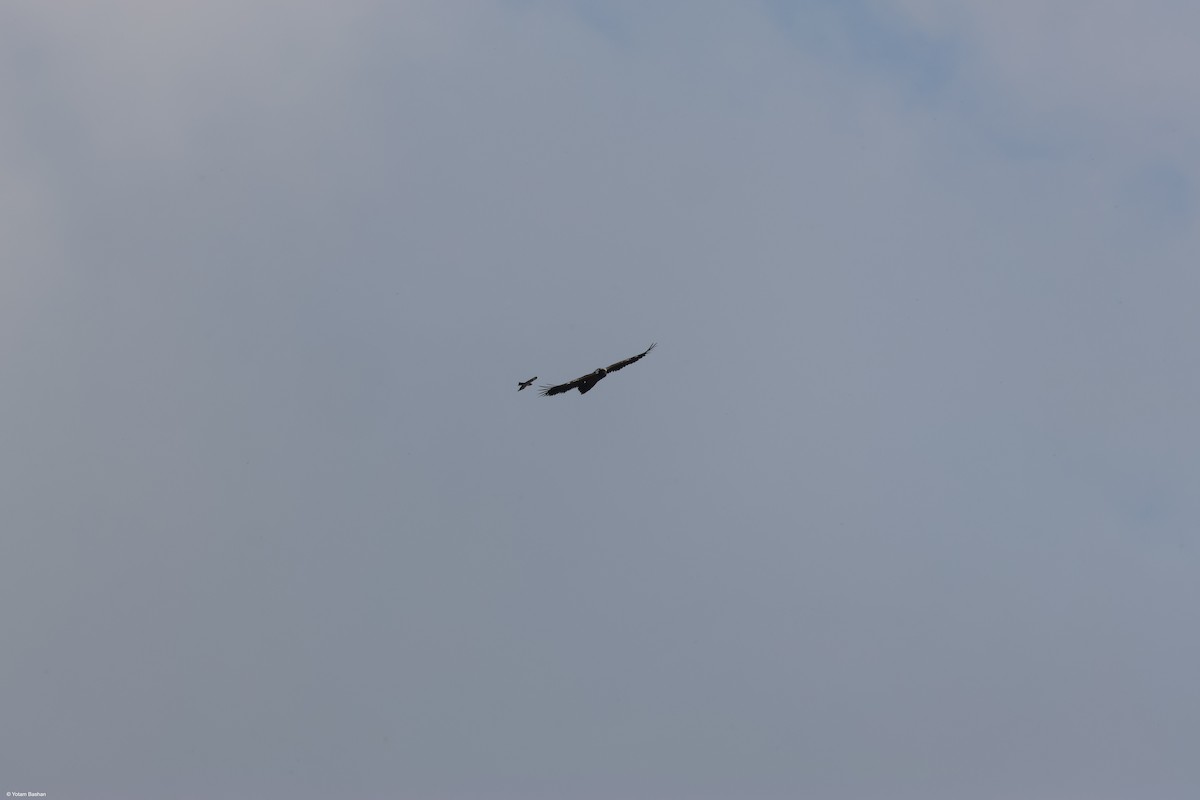 orlosup bradatý - ML645328241