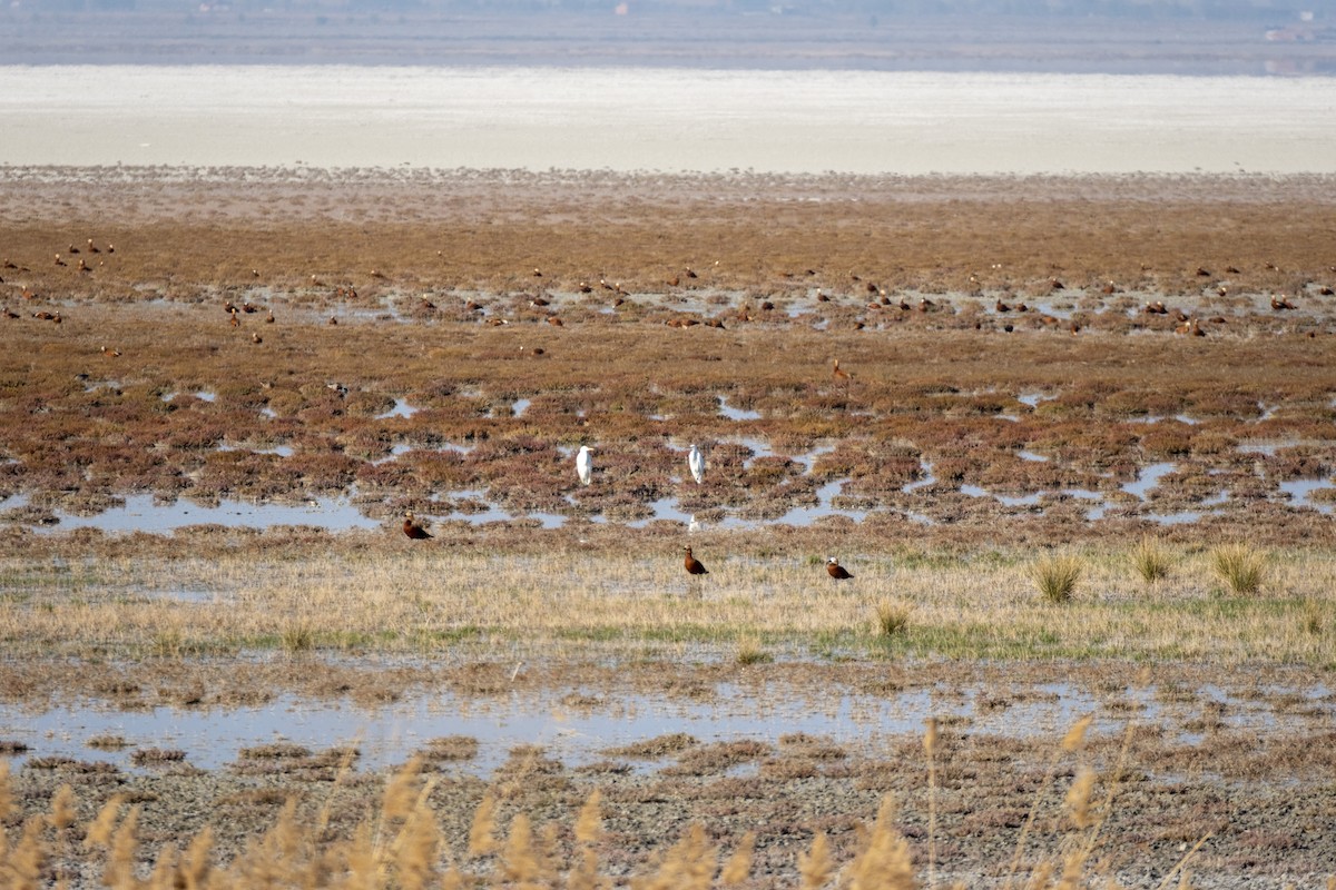 Great Egret - ML645328250