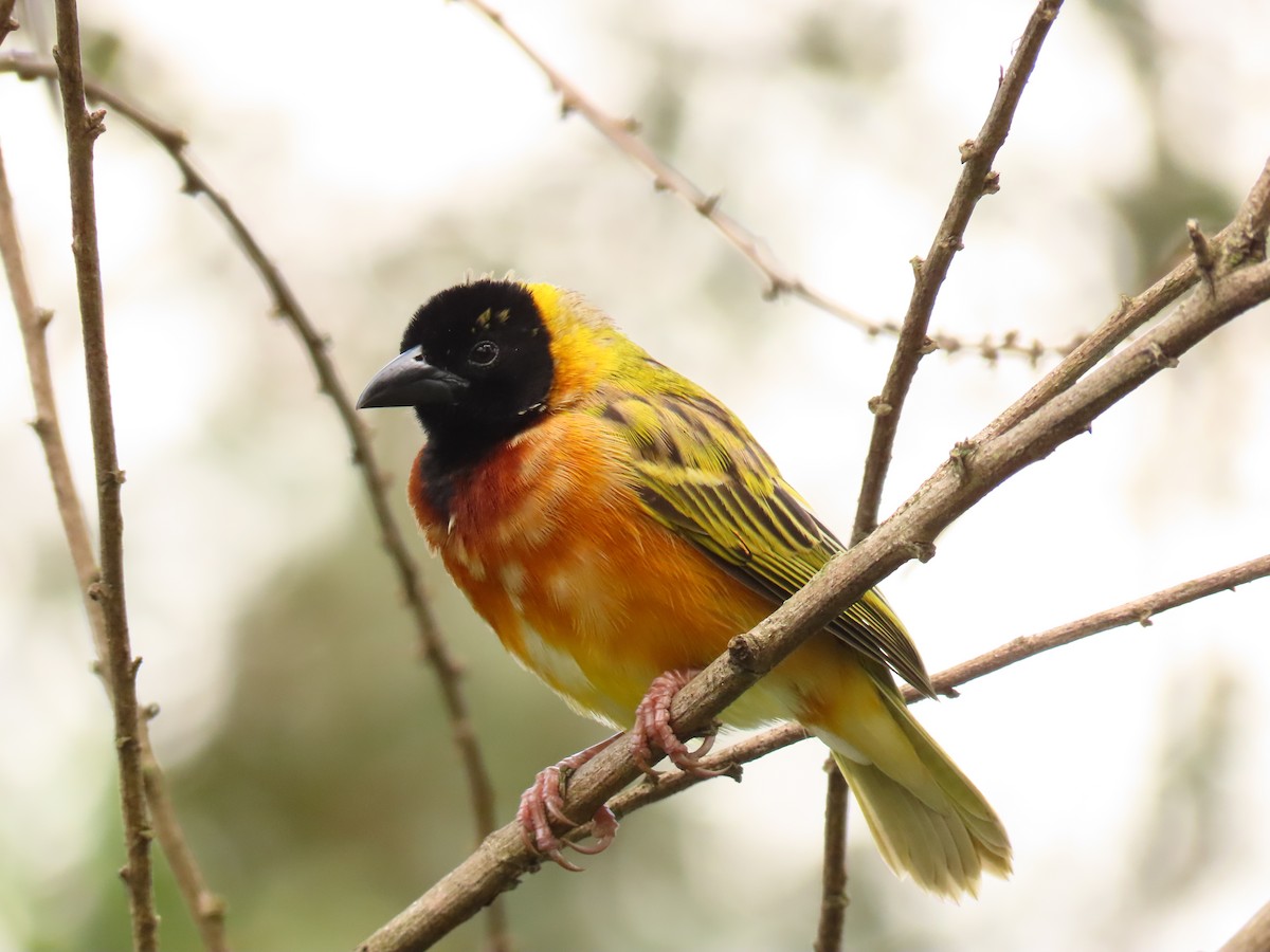 Black-headed Weaver - ML645328261
