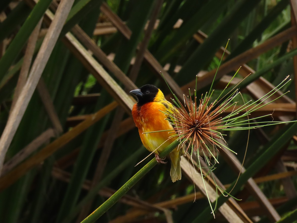 Black-headed Weaver - ML645328262
