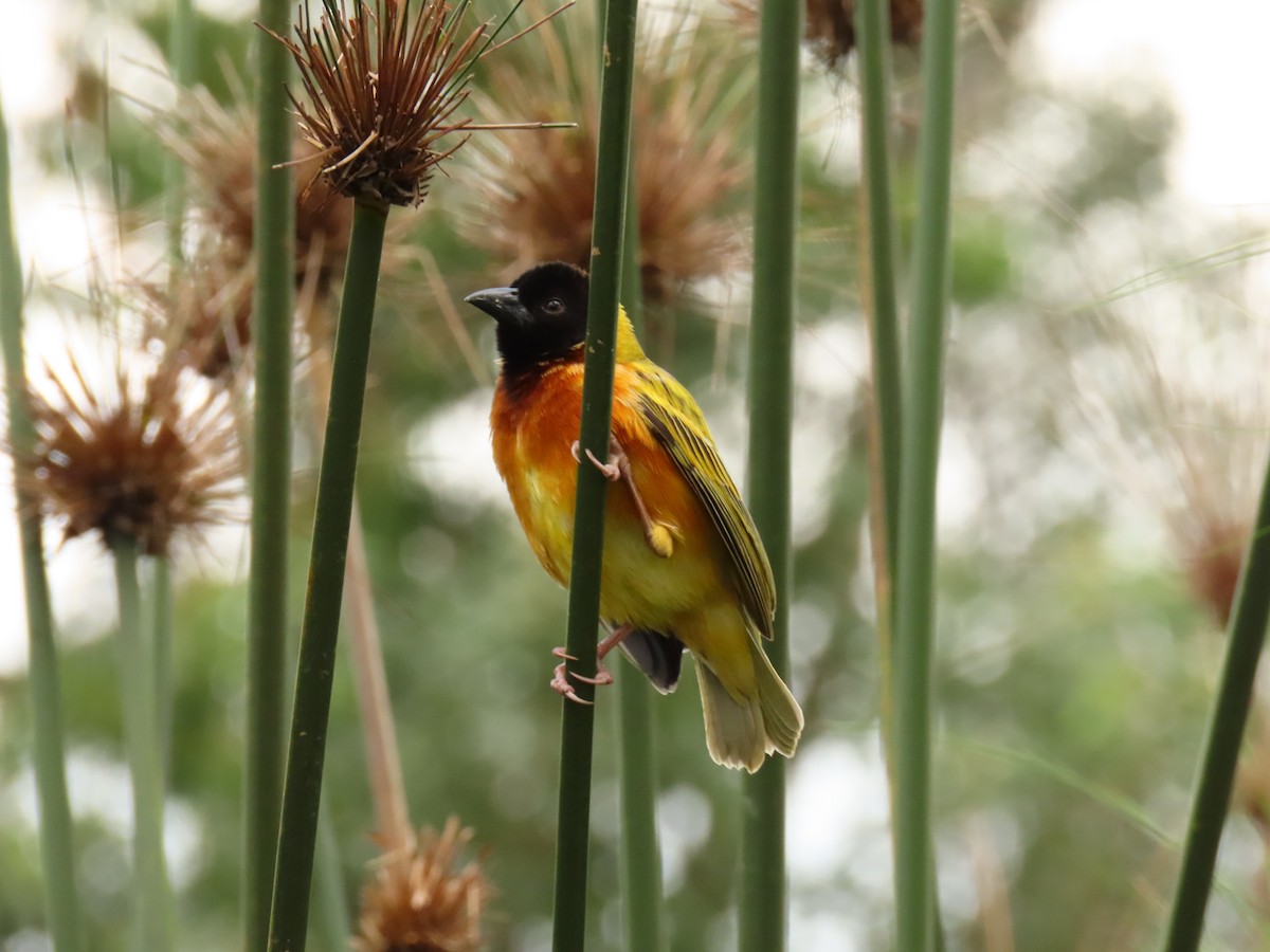 Black-headed Weaver - ML645328263
