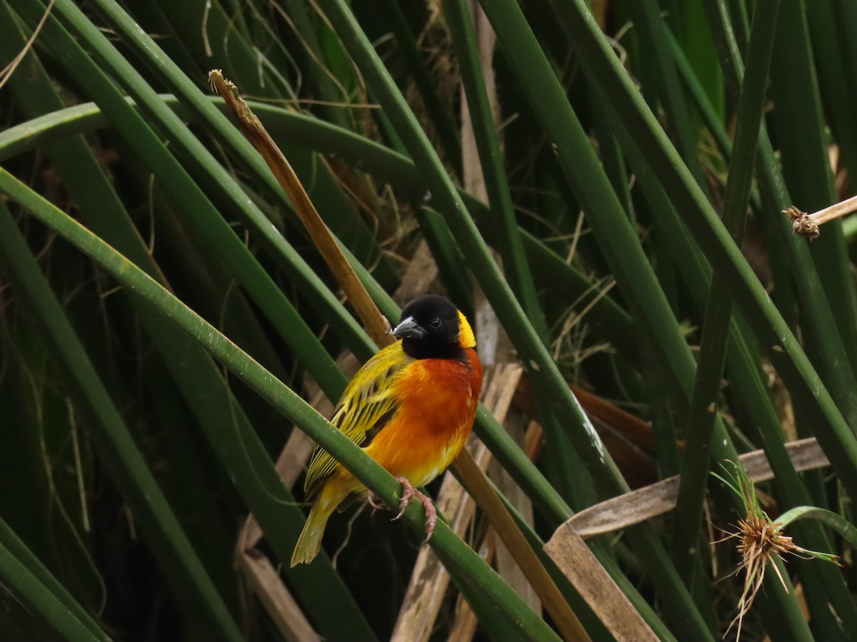 Black-headed Weaver - ML645328264