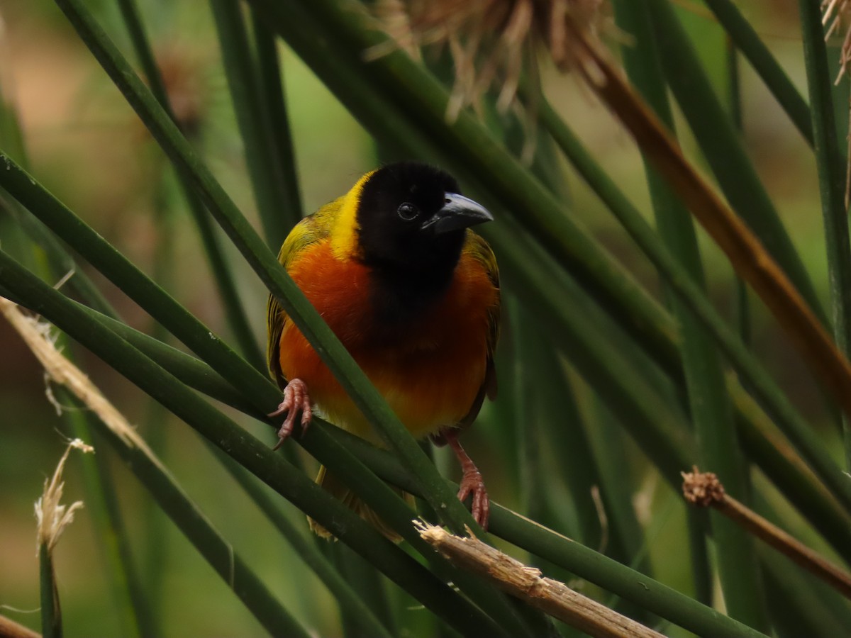 Black-headed Weaver - ML645328265
