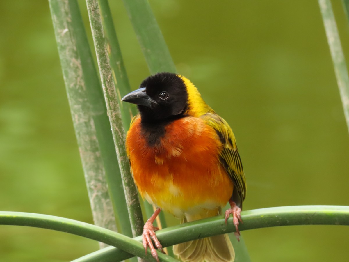 Black-headed Weaver - ML645328266