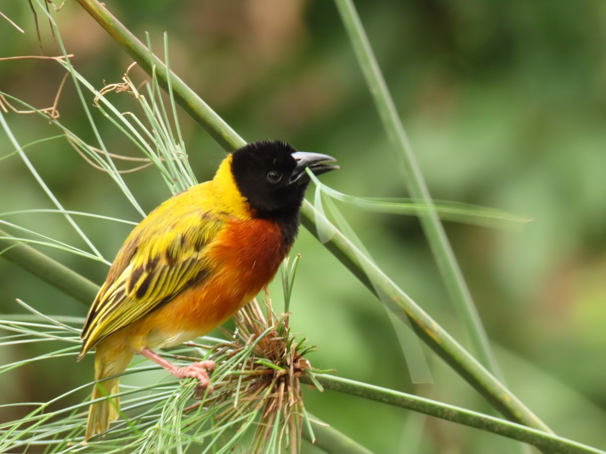 Black-headed Weaver - ML645328267
