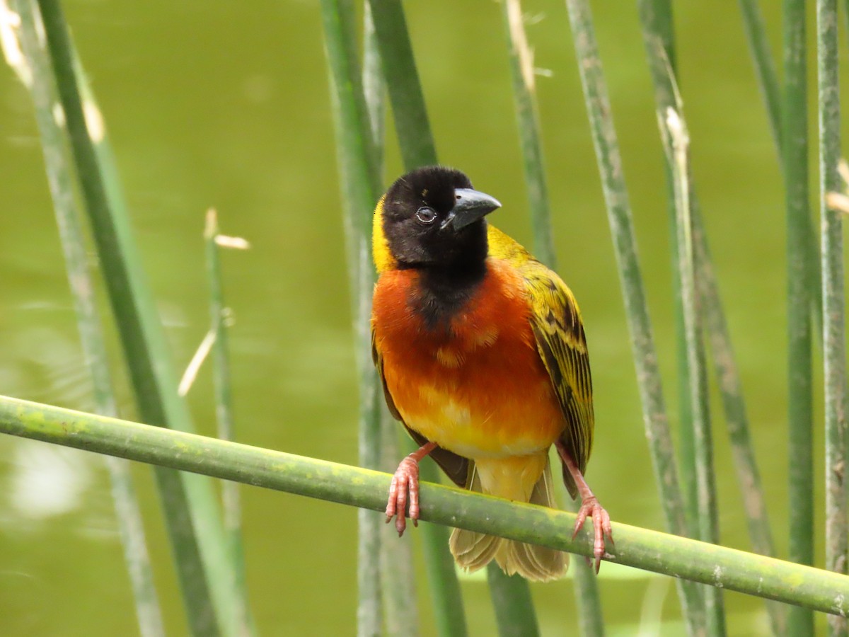 Black-headed Weaver - ML645328268