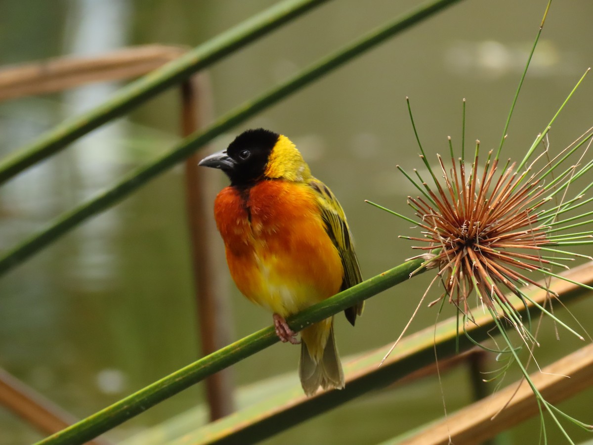 Black-headed Weaver - ML645328269