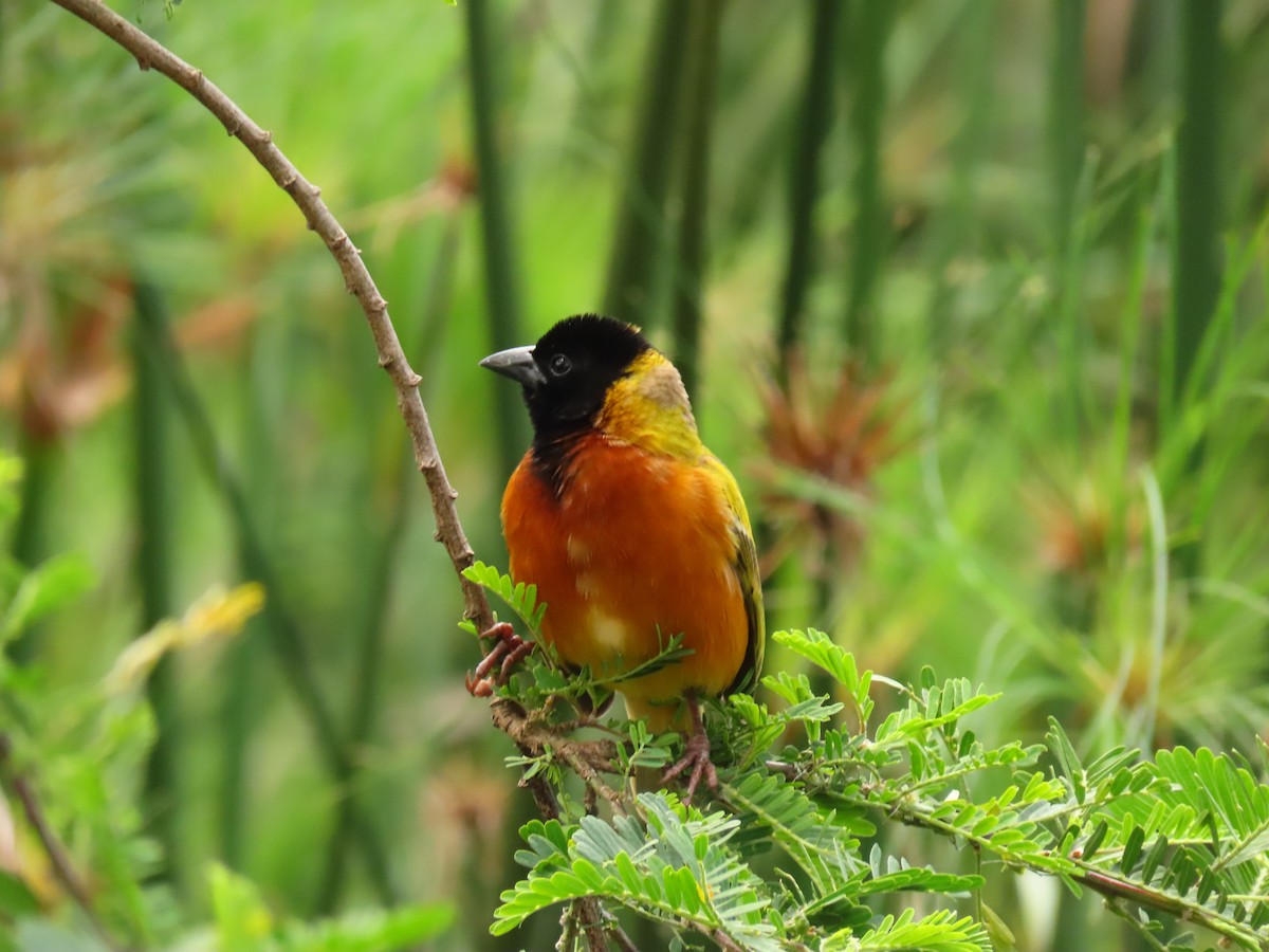 Black-headed Weaver - ML645328270