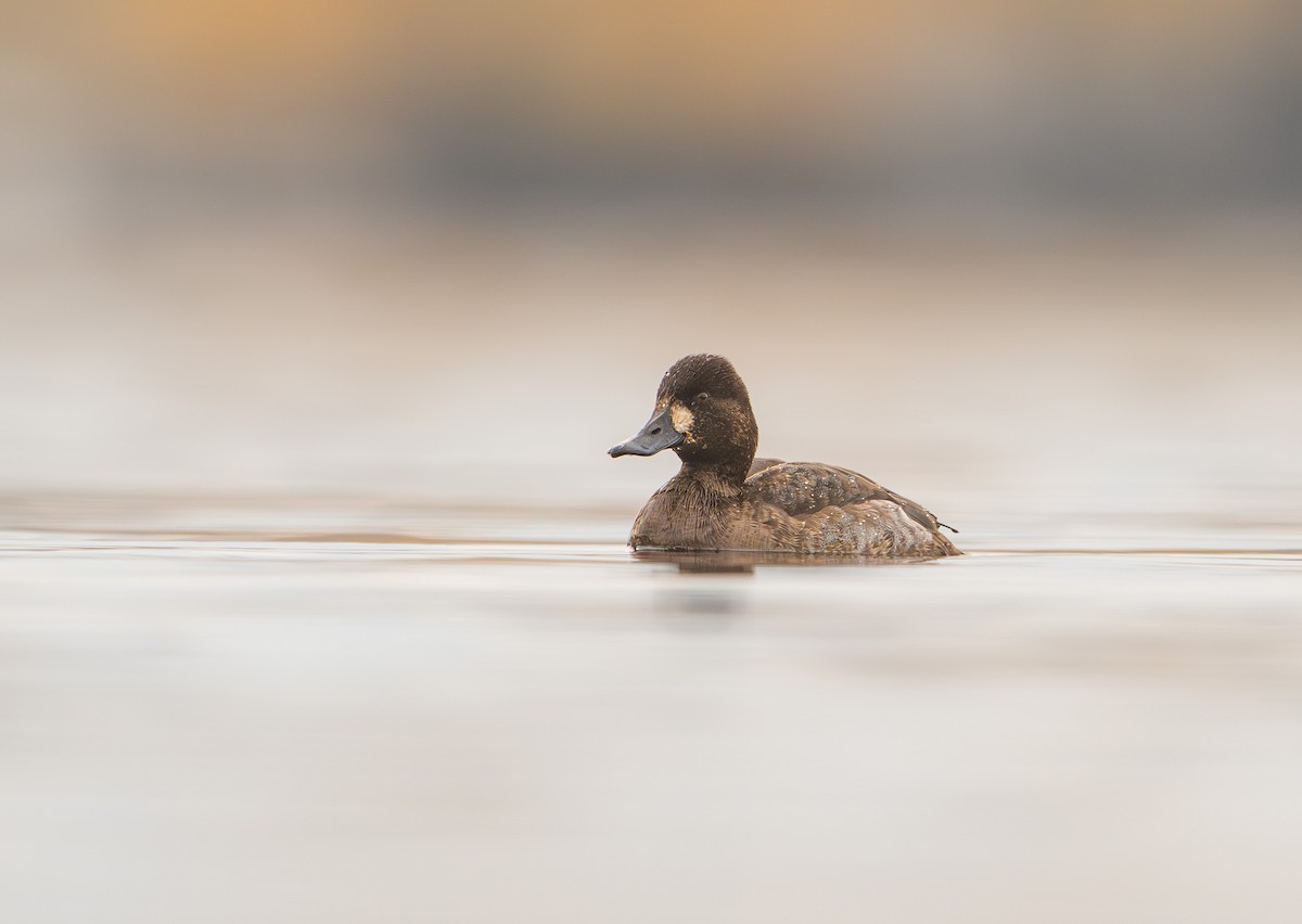 Lesser Scaup - ML645328272