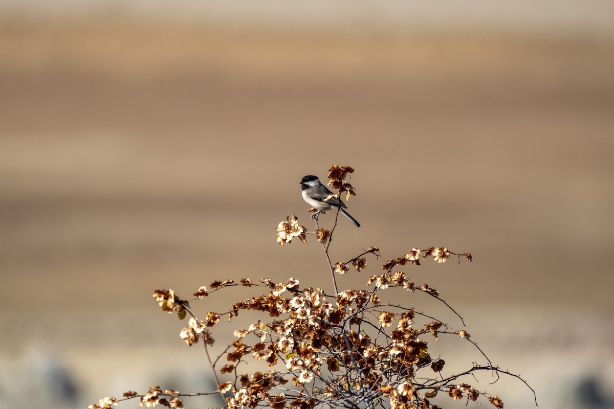 Sombre Tit - ML645328277