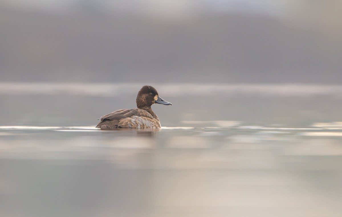 Lesser Scaup - ML645328294