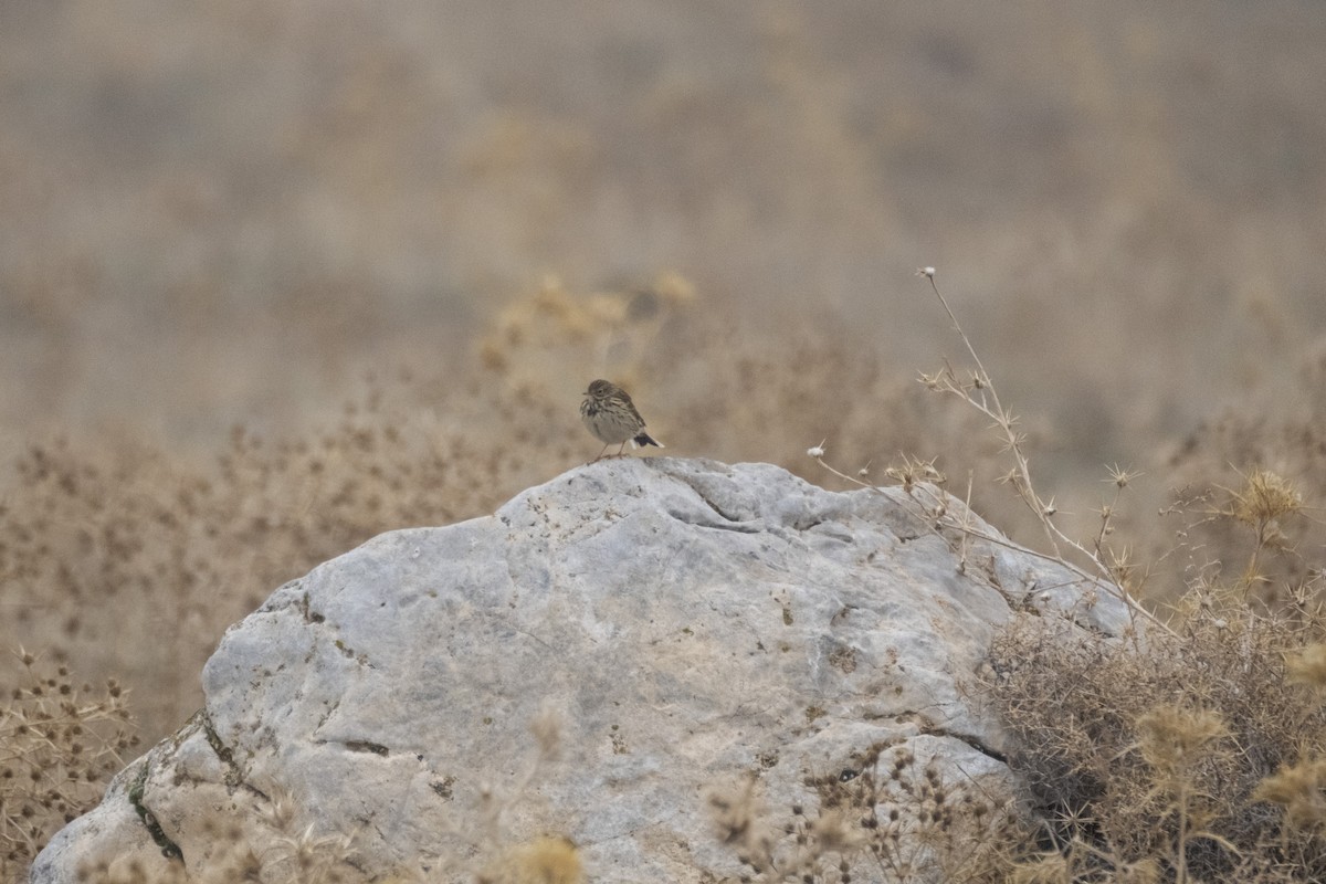 Meadow Pipit - ML645328296