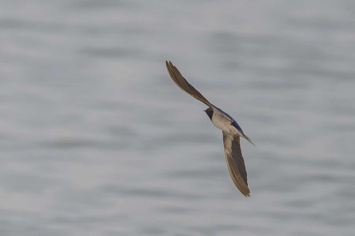 Ластівка сільська - ML645328298