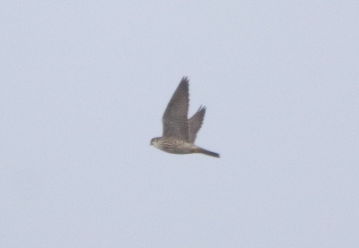 遊隼 - ML645328303