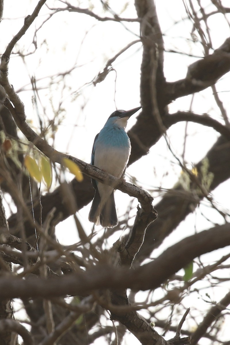 Blue-breasted Kingfisher - ML645328304