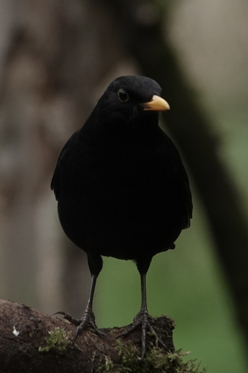 Mirlo Común - ML645328305