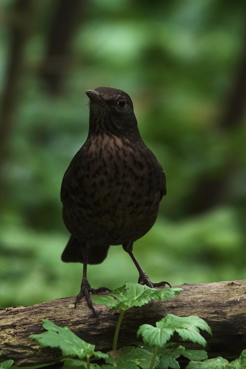 Mirlo Común - ML645328306