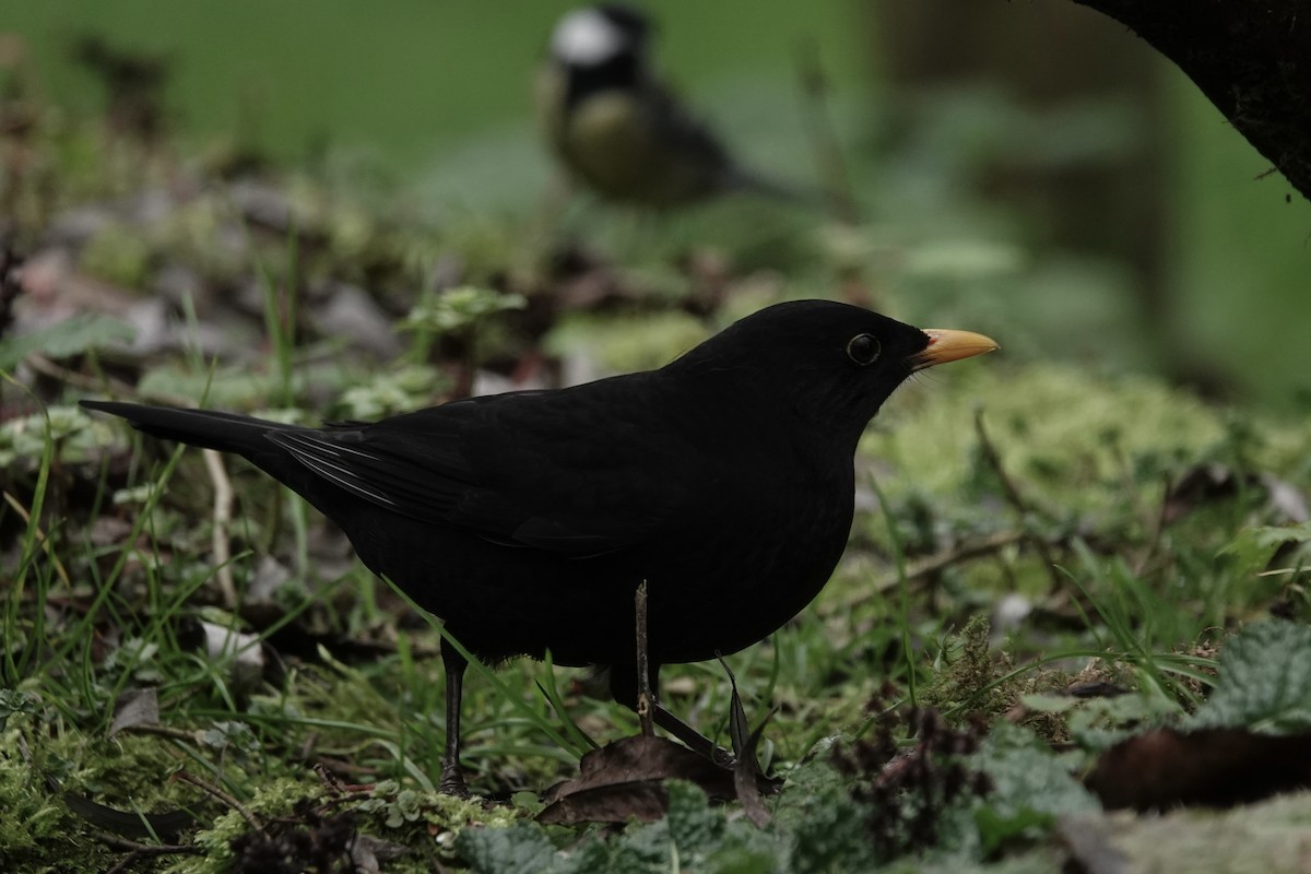 Mirlo Común - ML645328307