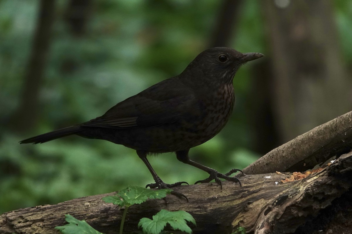 Mirlo Común - ML645328308