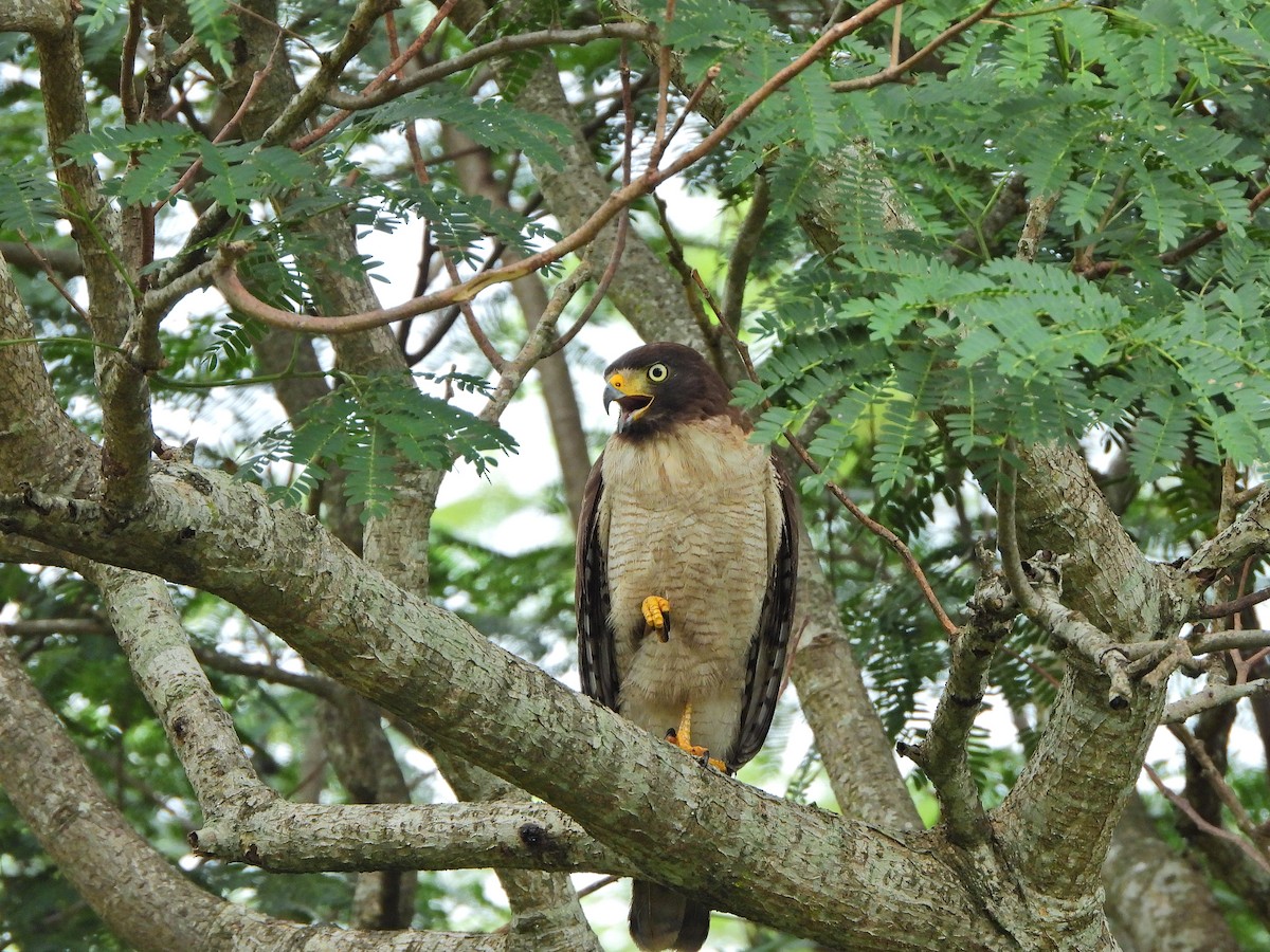 Roadside Hawk - ML645328309