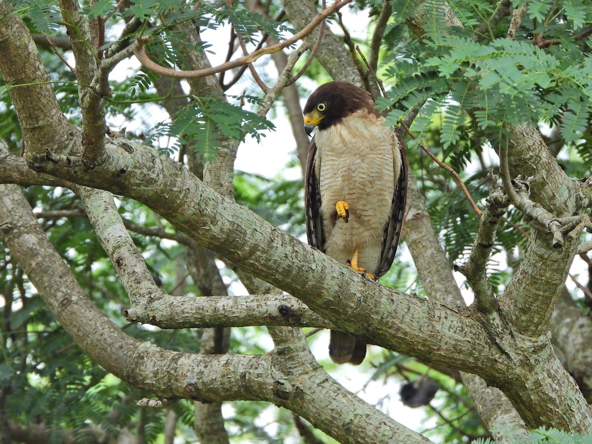 Roadside Hawk - ML645328310