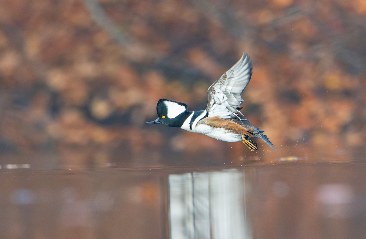 Hooded Merganser - ML645328314