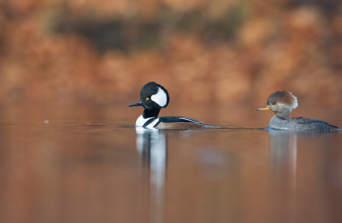 Hooded Merganser - ML645328316