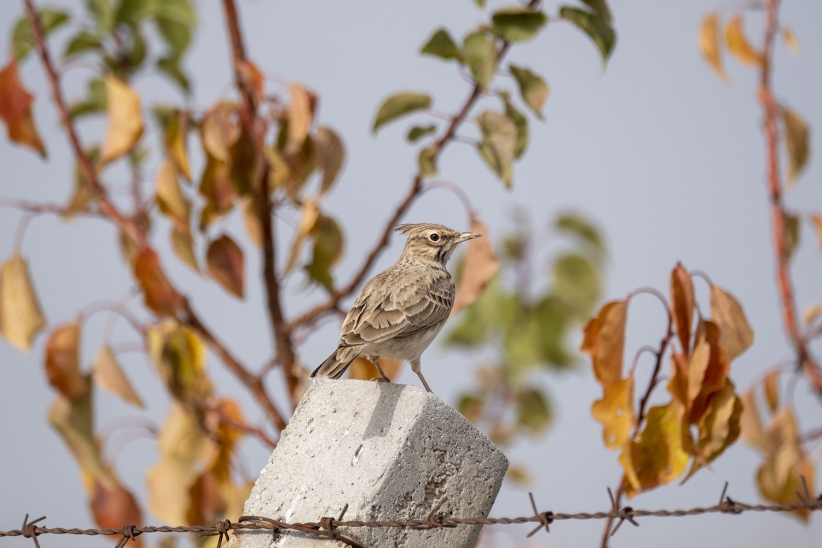 Crested Lark - ML645328319