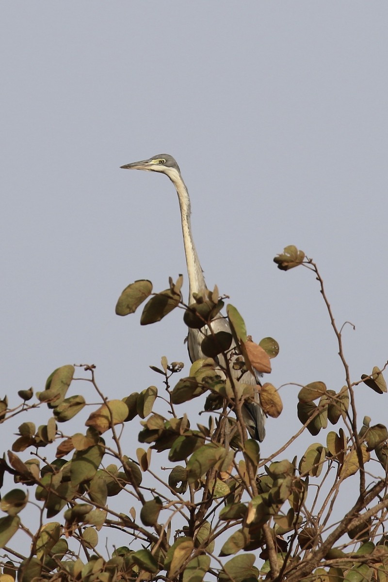 Héron mélanocéphale - ML645328322