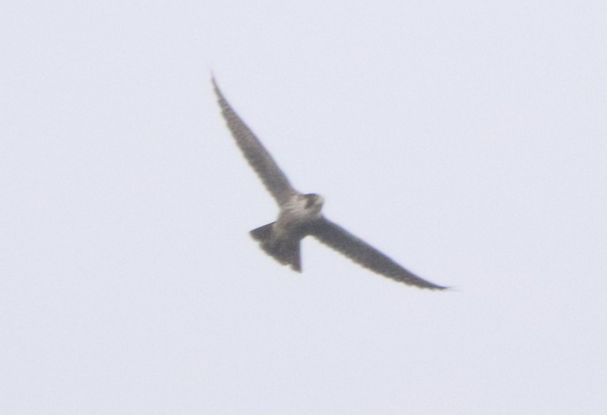 遊隼 - ML645328323