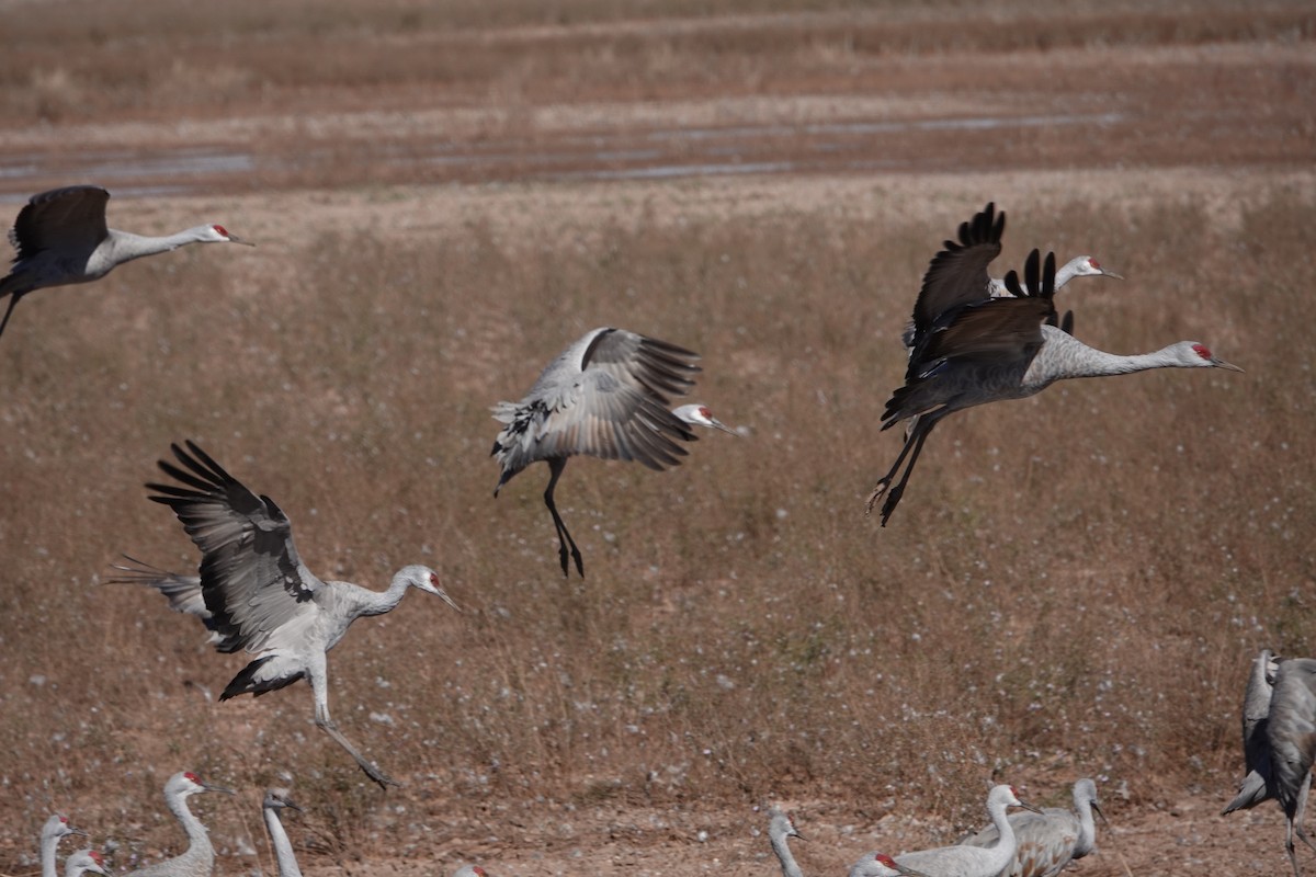Sandhill Crane - ML645328326