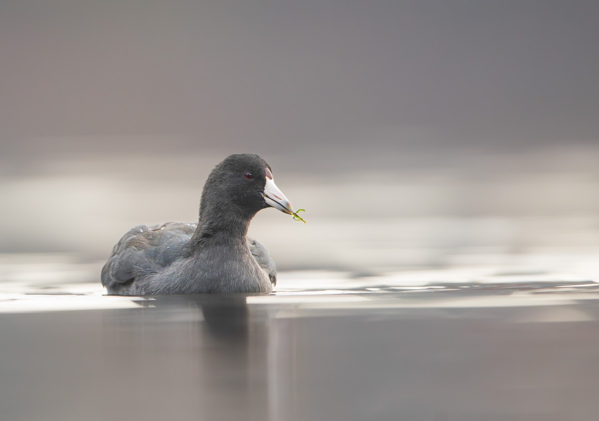 American Coot - ML645328331