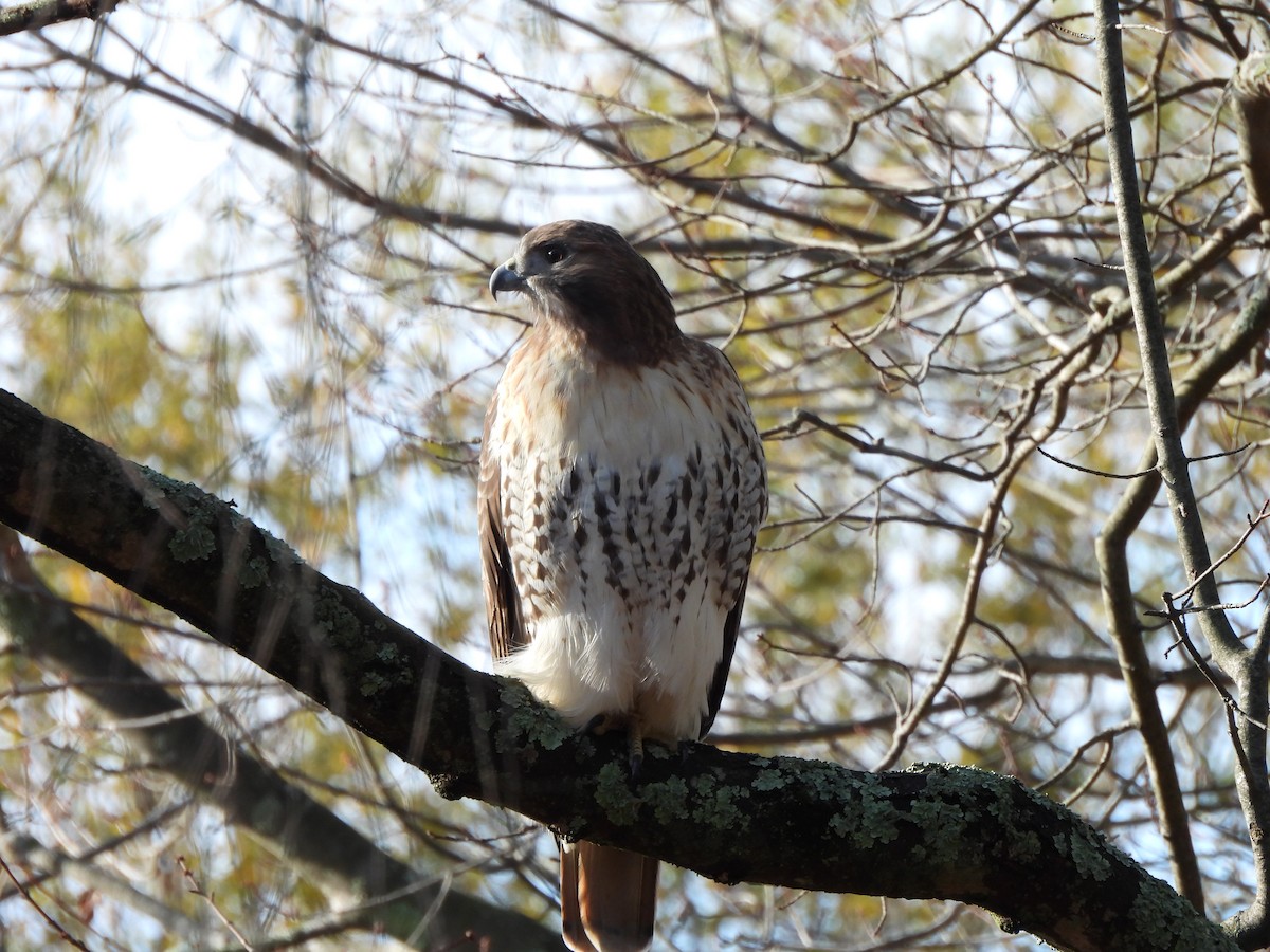 Red-tailed Hawk - ML645328332