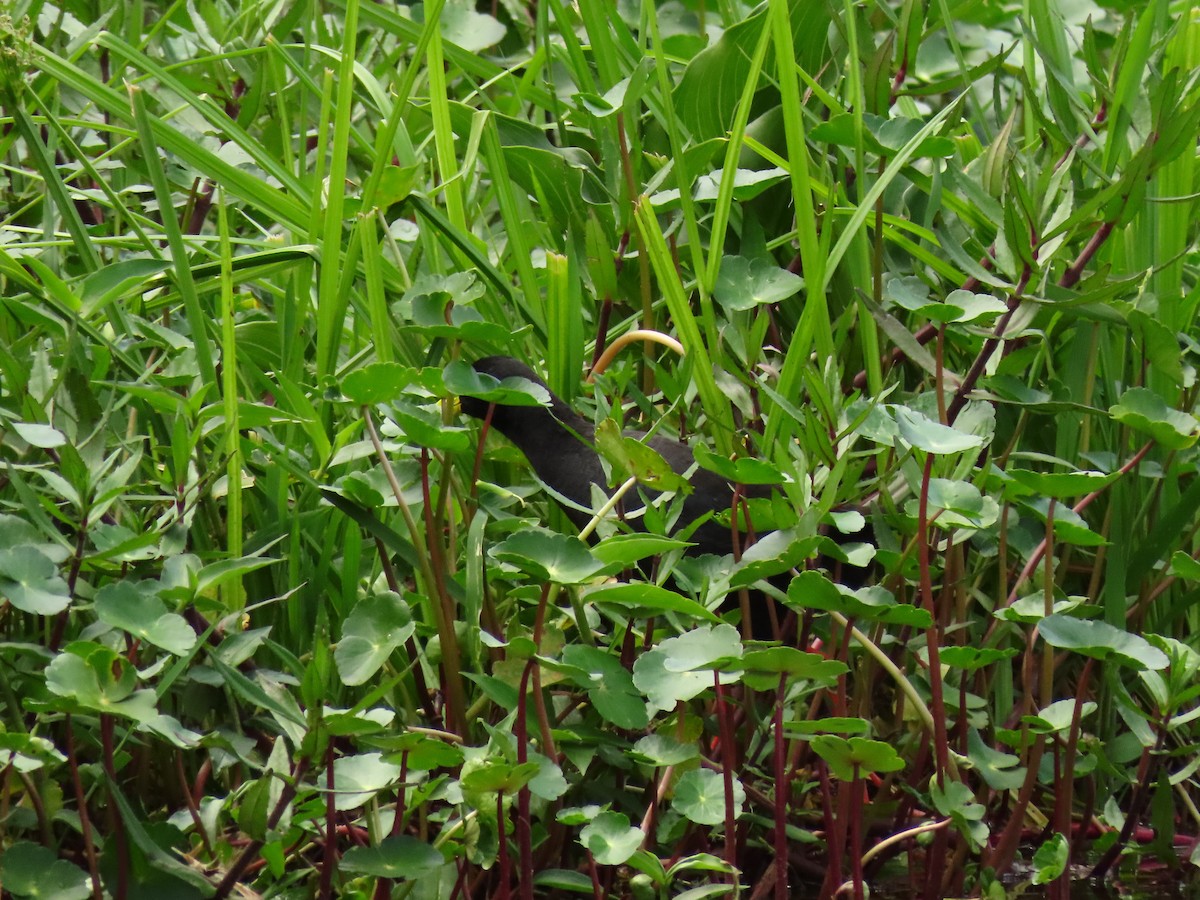 アフリカクロクイナ - ML645328334