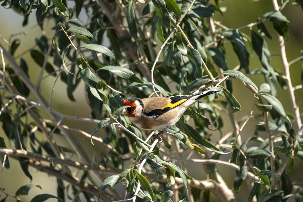 European Goldfinch - ML645328335