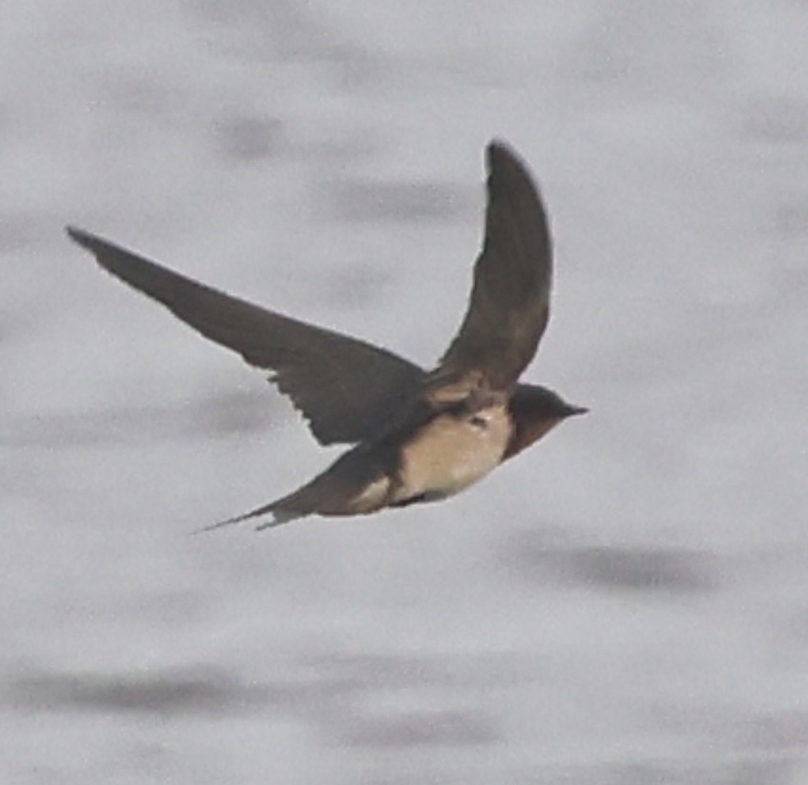 Ластівка сільська - ML645328336