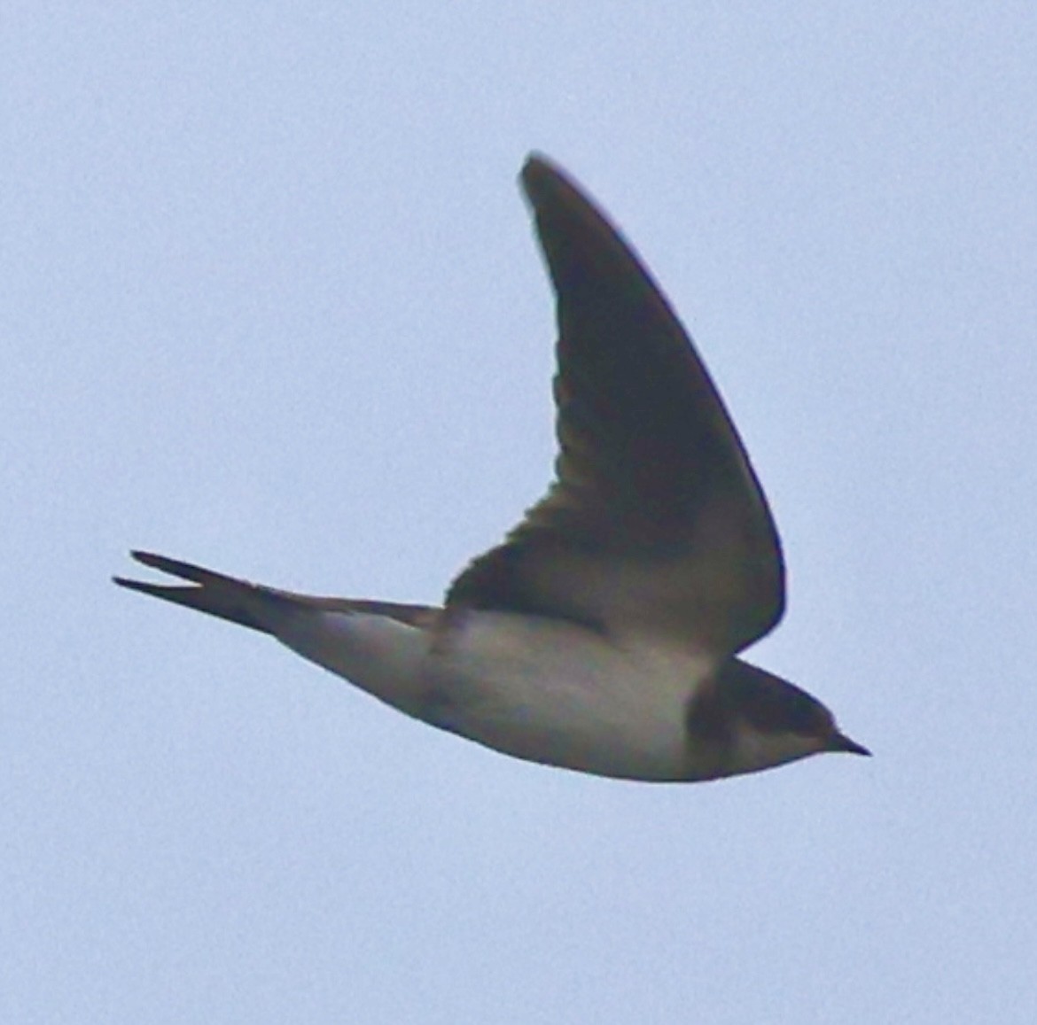 Ластівка сільська - ML645328337