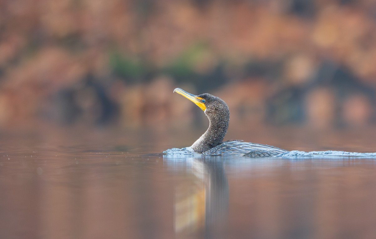 Double-crested Cormorant - ML645328340