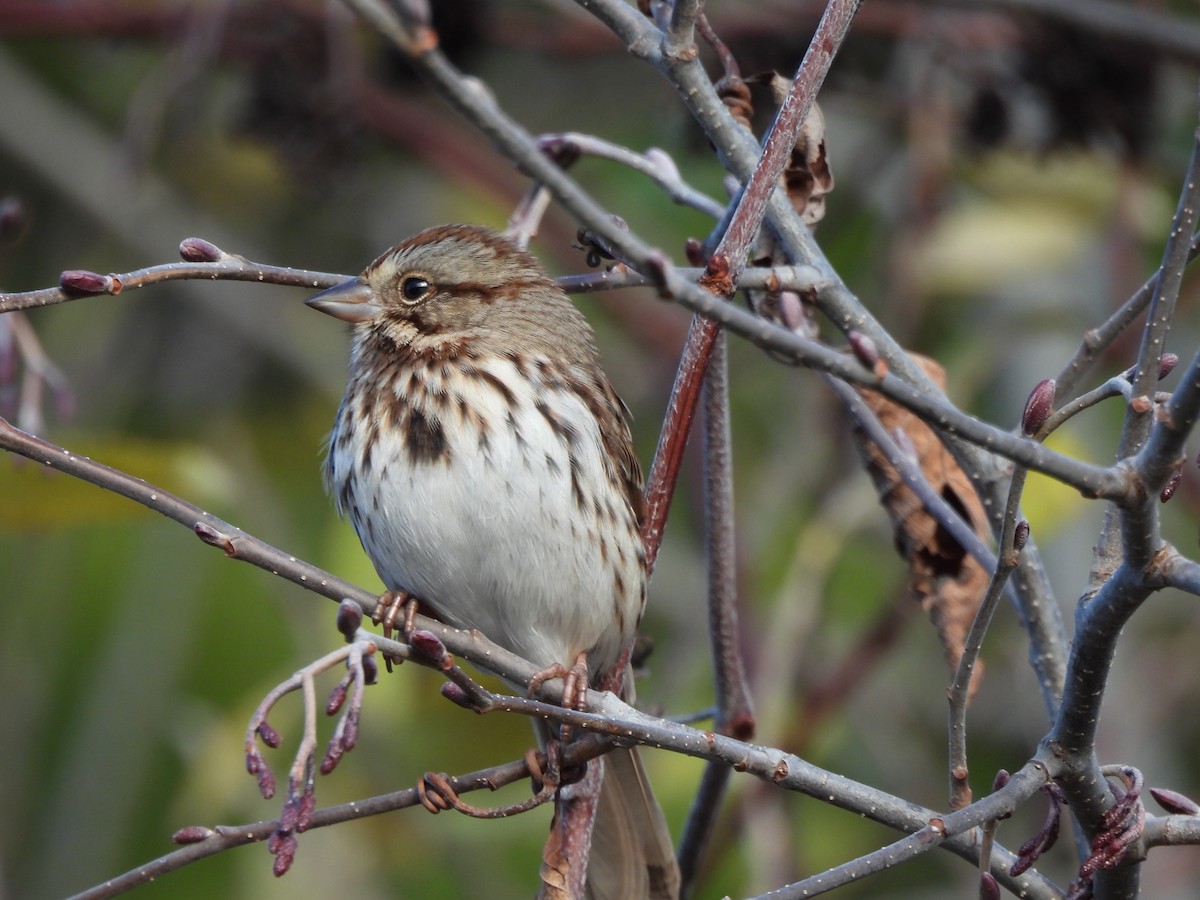 Song Sparrow - ML645328343