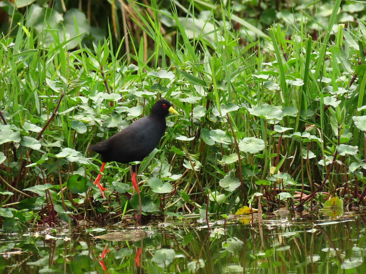 アフリカクロクイナ - ML645328348
